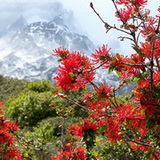 Torres del Paine - Firebush
